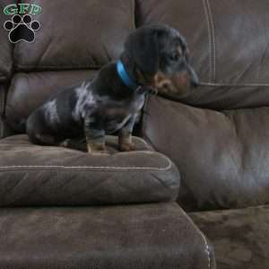 Lil Yeller, Dachshund Puppy